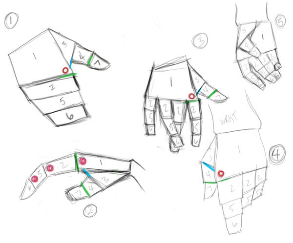 Hand Structure Drawing Guide hand structure by farfanougen on DeviantArt