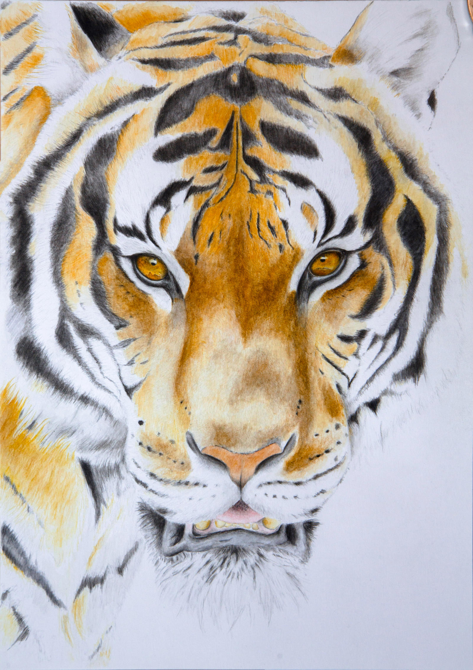 Water Color Pencil Tiger by Arahn-Lion on DeviantArt