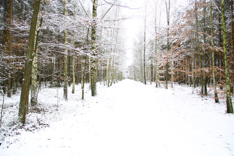 Bright pathway by Oxygen92 on DeviantArt