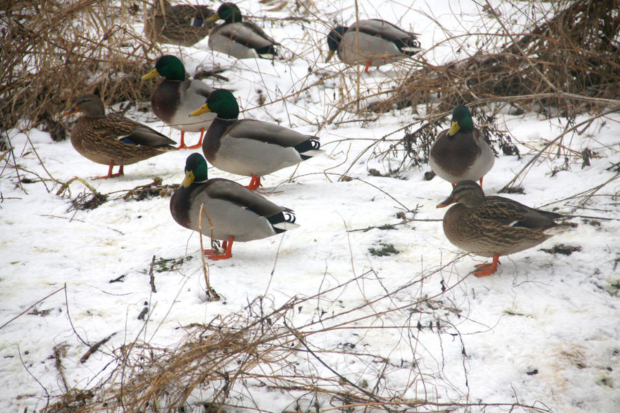 Ducks by Oxygen92 on DeviantArt