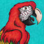 Gift Art: Scarlet Macaw