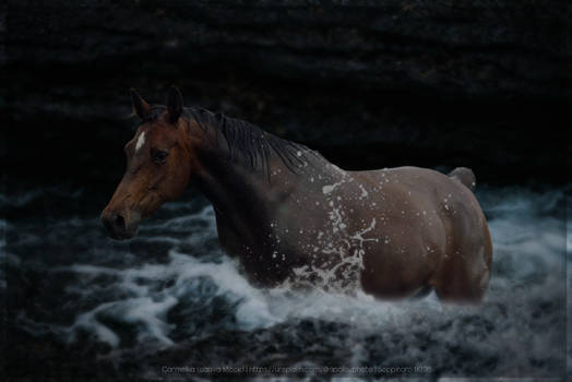 Swimming horse