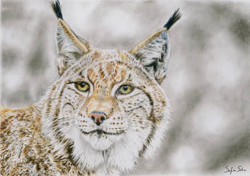 Lynx - Colored pencil