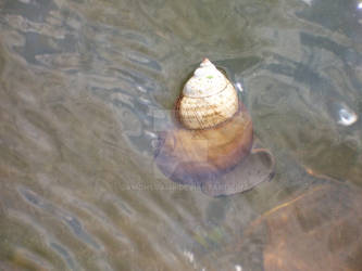 Snail