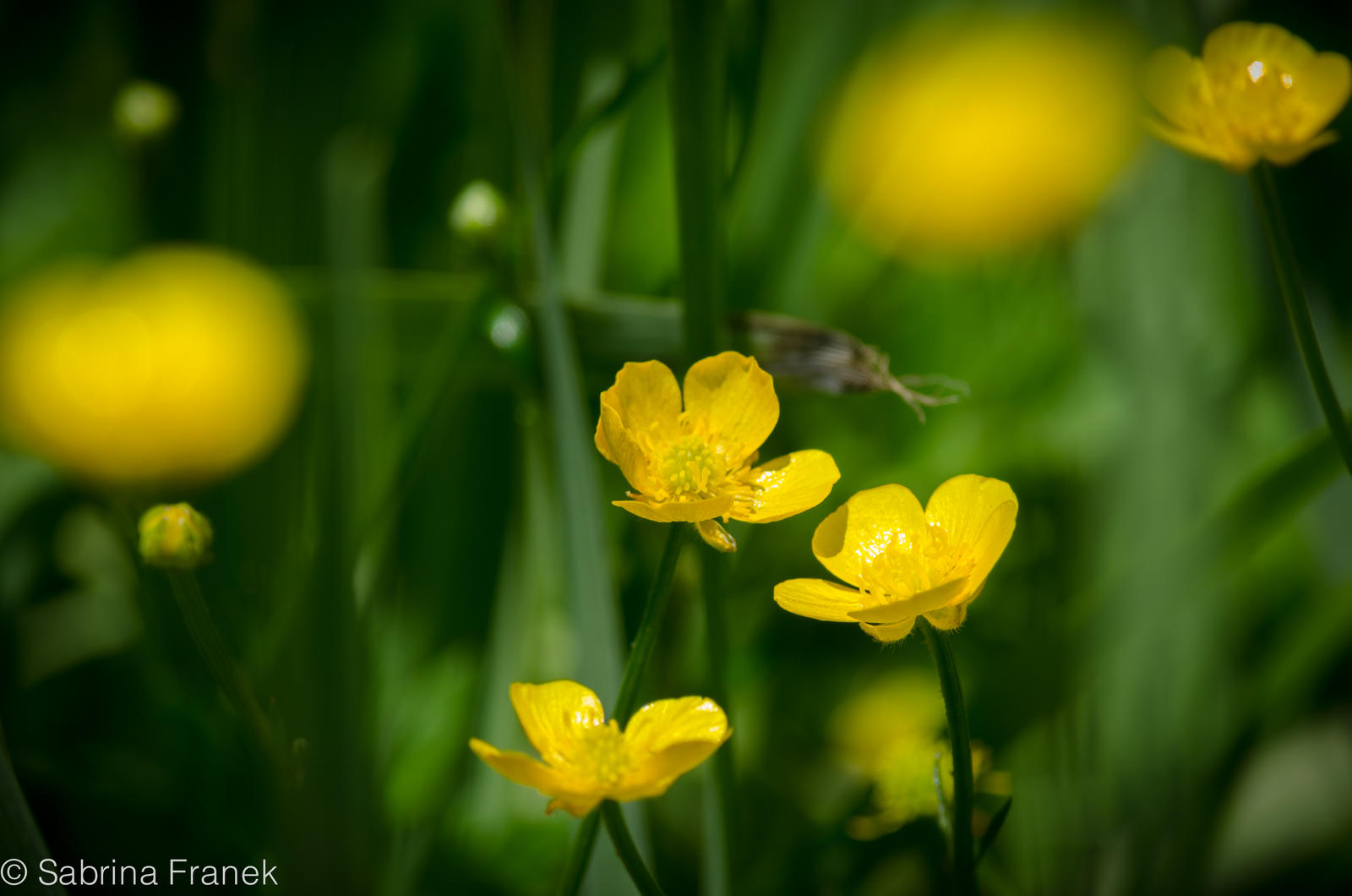 Buttercups 2