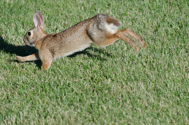 Running Rabbit Stock