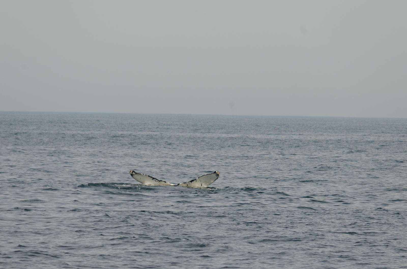 Humpback Whale Fluke (stock)96August 23, 2012