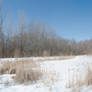 Winter Pond Scape (Stock)