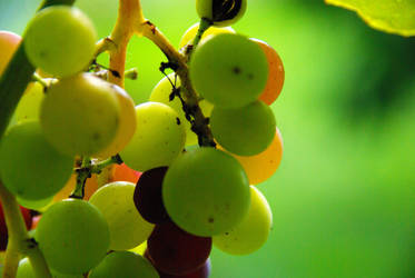 Italian vineyards