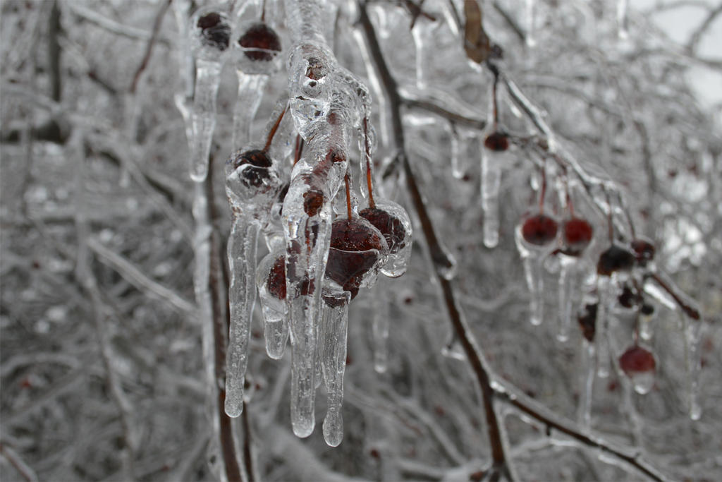 Frozen Tree Graphics Frozen Tree by jmillgraphics on DeviantArt