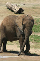 Elephant Bath II
