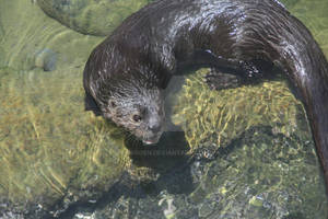 Swimming