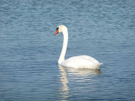 Swan by the harbor