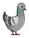 Pigeon