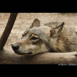 Wolf 30 by cinnabarr
