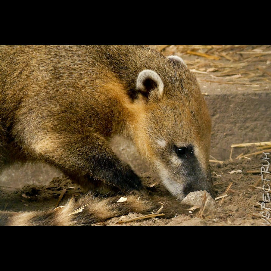 Animals 91  Ring-tailed Coati