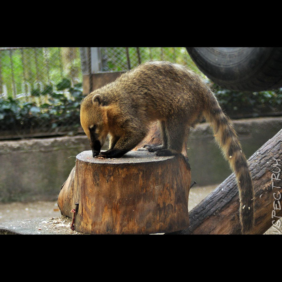 Animals 98  Ring-tailed Coati