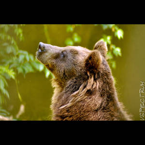 Animal 127 Brown Bear