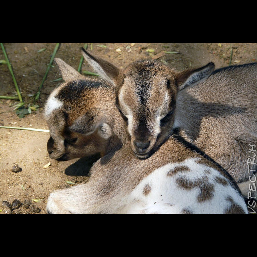 Animals 155 The domestic goat