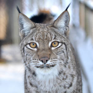 Eurasian lynx