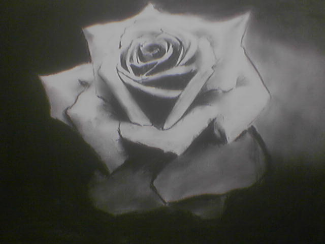 Black Rose