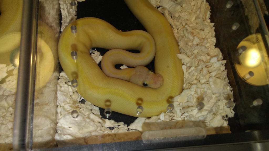 Cute Python by StarFoxAngel on DeviantArt