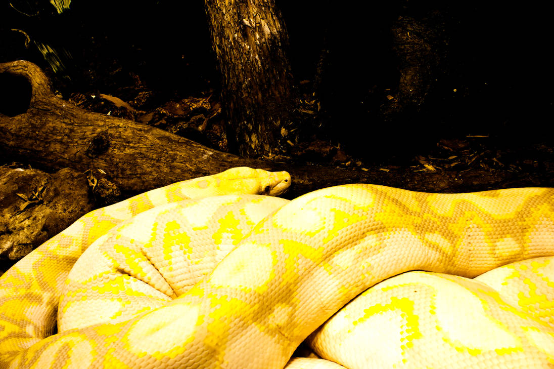 Albino Reticulated Python Bask by ricardoelizondo on DeviantArt