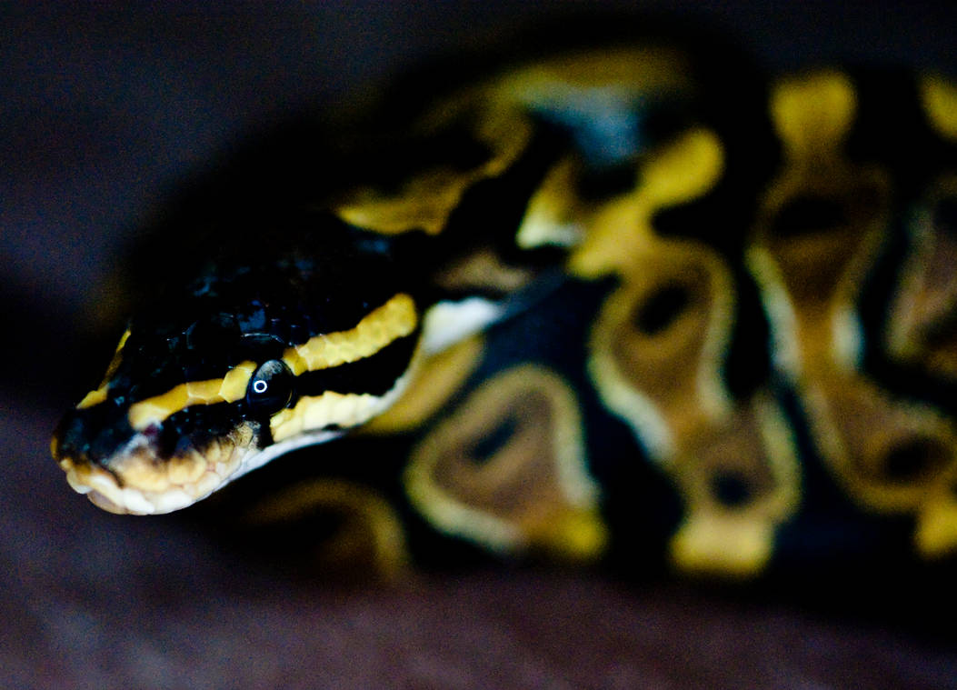 Python Regius2 by ricardoelizondo on DeviantArt