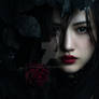 Midnight Rose