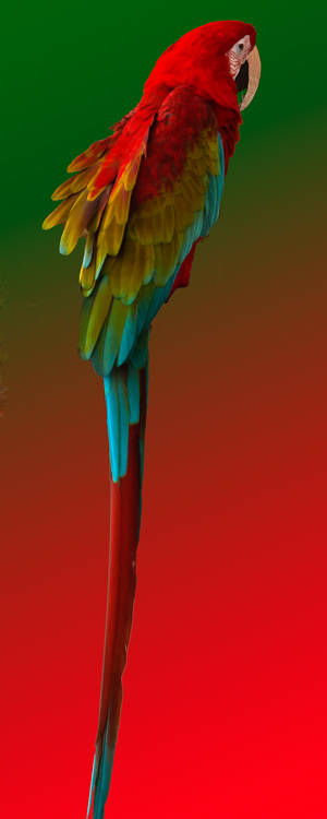 Scarlet Macaw