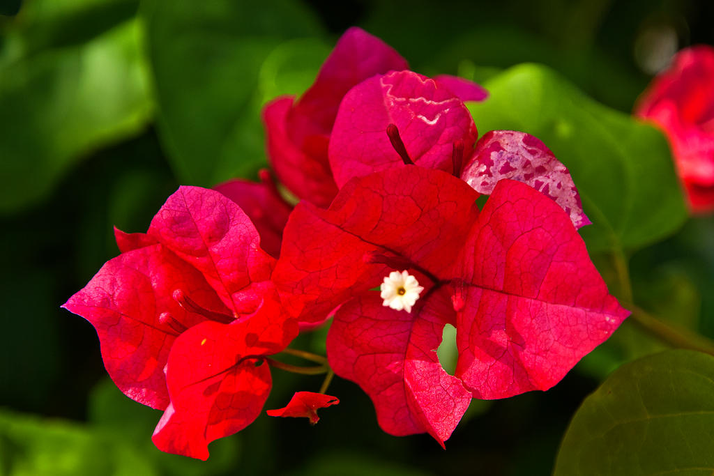 Bougainvillea