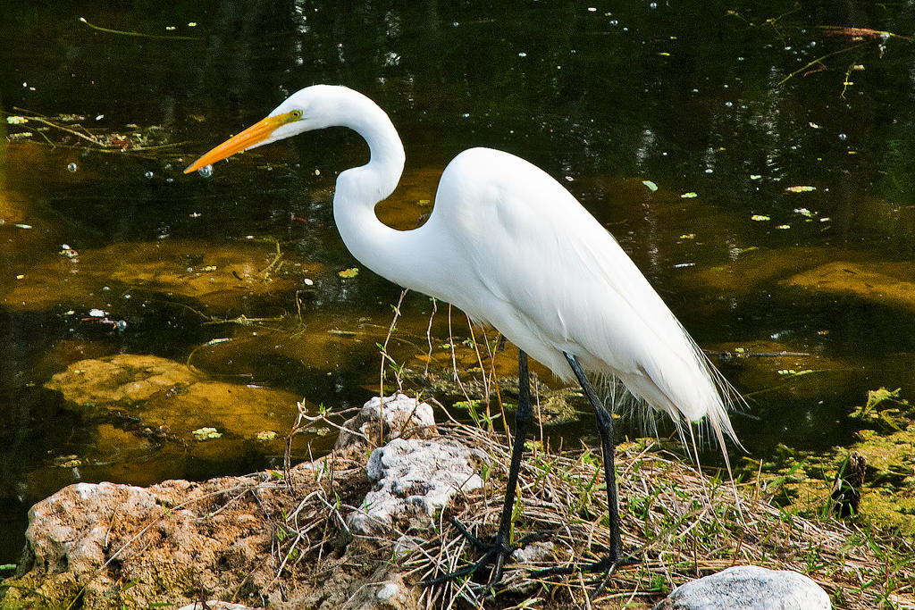 White Egret