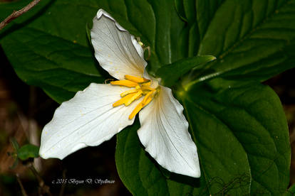 Trillium