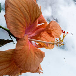 Hibiscus in the Snow by quintmckown