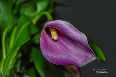 Purple Calla