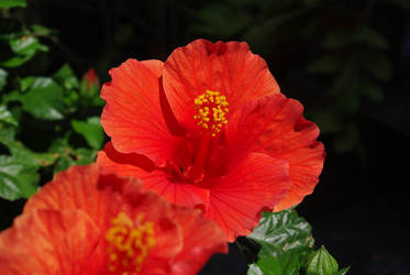 Hibiscus