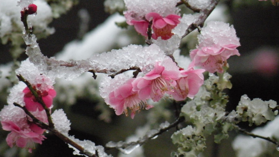 Beauty and snow