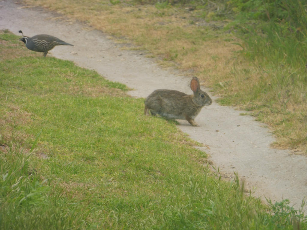 Rabbit Quail 1 by aslyoldman on DeviantArt