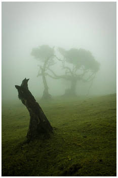 Madeira - Fanal 2