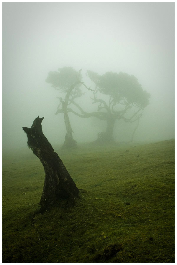 Madeira - Fanal 2