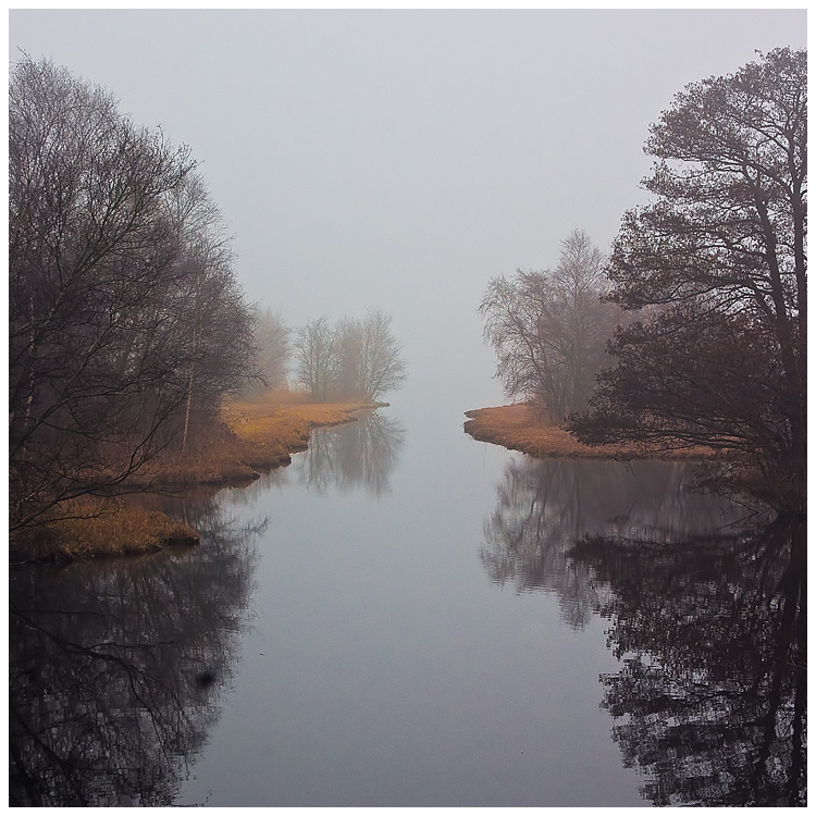 Fog Amsterdam Forest 1