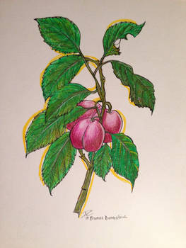 Gift for Mother: Prunus Domestica Illustration