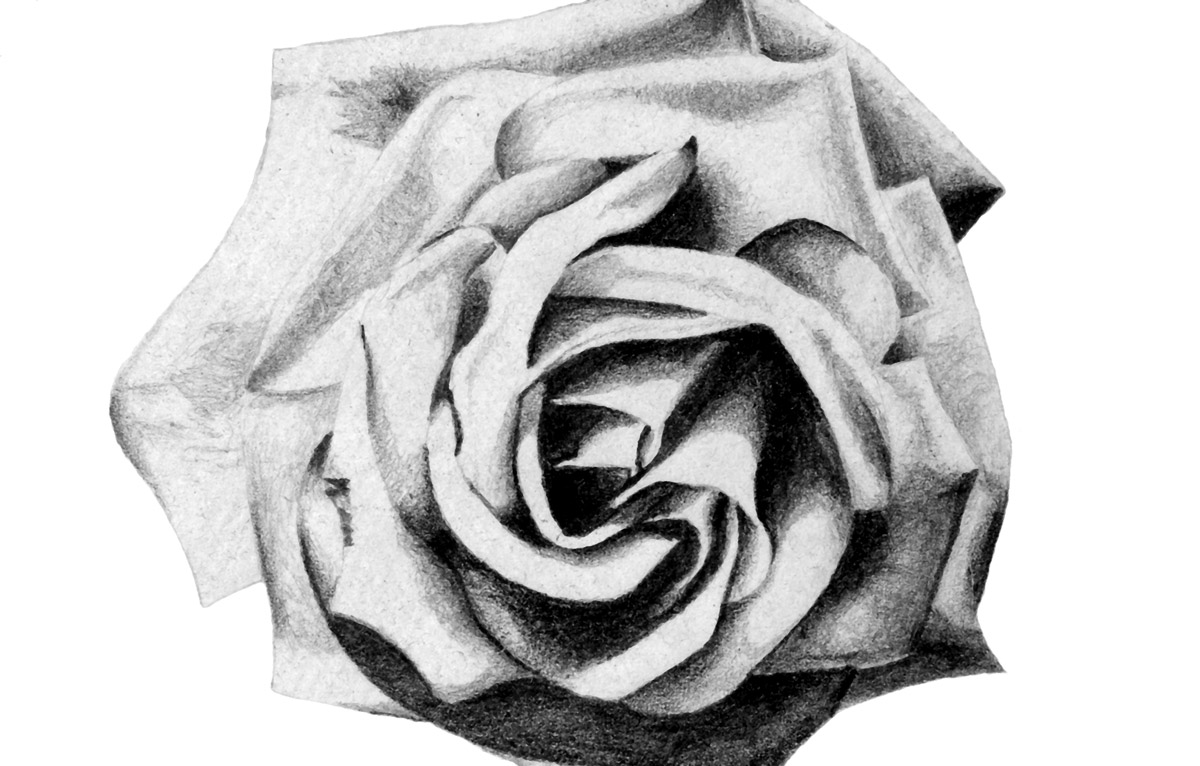 Rose Pencil drawing