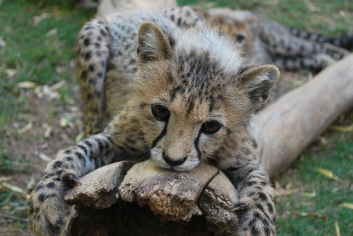 Cheetah Cub