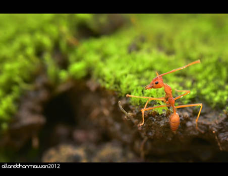 Kung Fu Ant