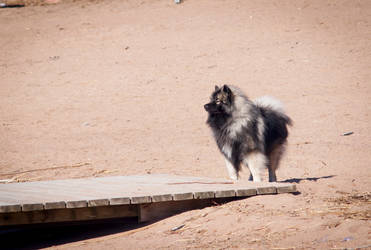 Riki on the beach