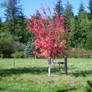 Red Tree