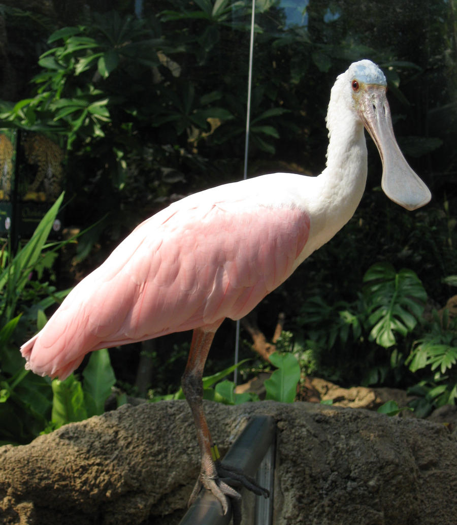 Spoonbill