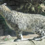 Snow Leopard Coat