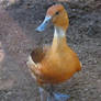 Blue Footed Duck